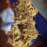 jet-fuel-mandarine-xl-auto-fem-sweet-seeds.jpg