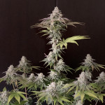 papaya-zoap-f1-fast-version-fem-sweet-seeds.jpg