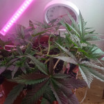 six-shooter-auto-fem-fastbuds.jpg