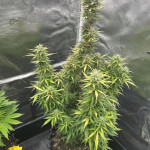 fat-bastard-auto-fem-blimburn-seeds.jpg