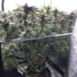gorilla-cookies-ff-fem-fastbuds.jpg