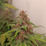 tropicana-cookies-ff-fem-fastbuds.jpg