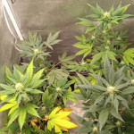 -speed-auto-fem-sweet-seeds.jpg