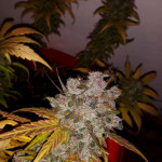 critical-kali-mist-fem-delicious-seeds.jpg
