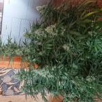 wipeout-express-auto-fem-heavyweight-seeds.jpg