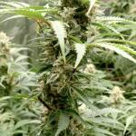 whiskey-zulu-auto-fem-7ch-american.jpg