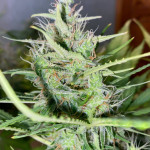 green-ninja-fem-heavyweight-seeds.jpg