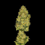 orange-sherbet-ff-fem-fastbuds.jpg