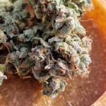 purple-punch-og-xl-auto-fem-sweet-seeds.jpg