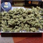 blueberry-cheese-auto-blue-cheese-auto-fem-barneys-farm.jpg