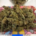 critical-kush-auto-critical-rapido-auto-fem-barneys-farm.jpg