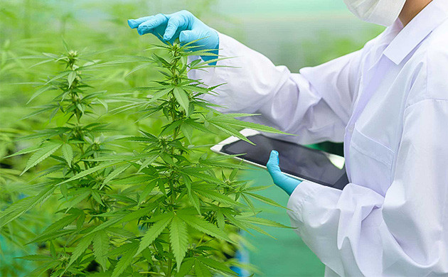 Ведение гроурепортов Начните вести дневник выращивания