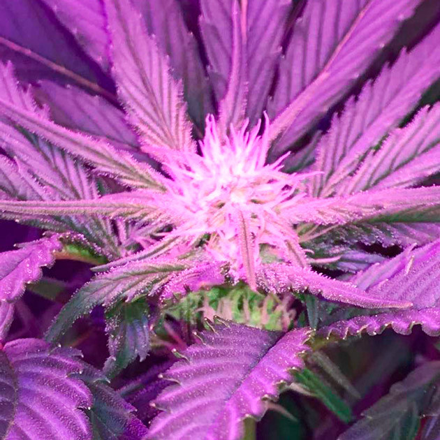 Шишка размером с абрикоc