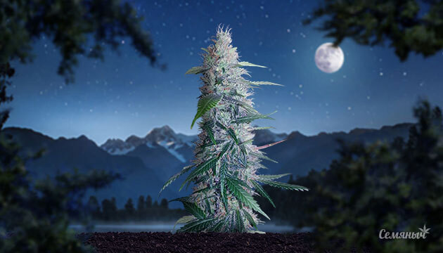 Необходимость темноты для конопли Развитие каннабиса в ночное время суток