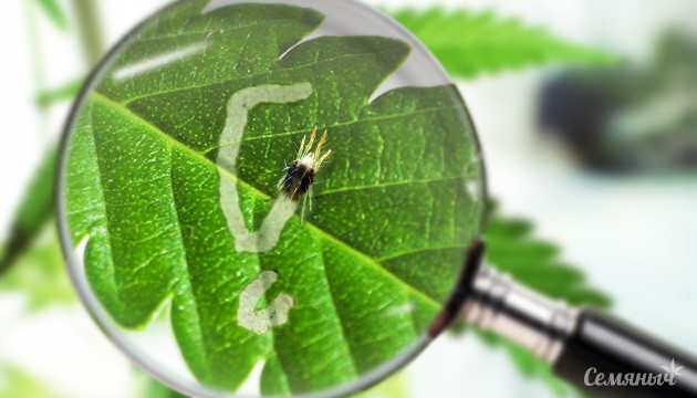 Насекомые вредители