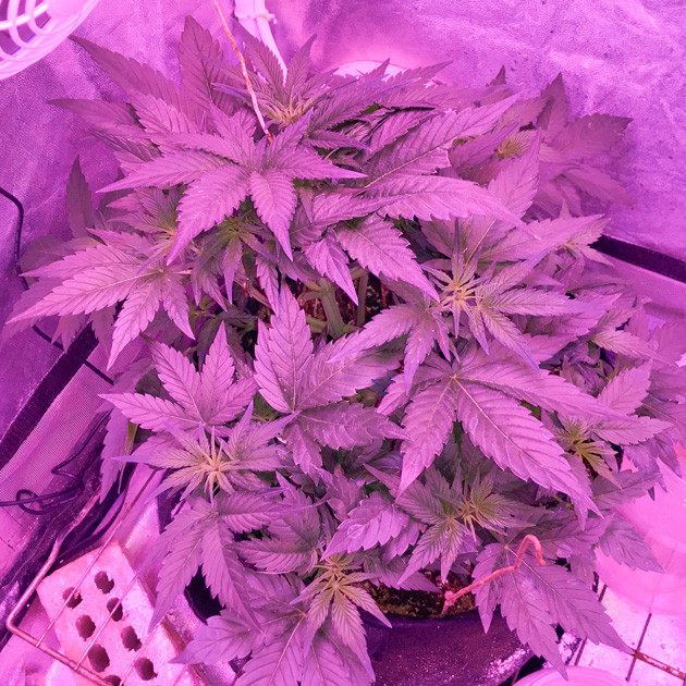 Здоровый куст конопли