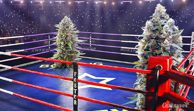 Внешний вид конопли