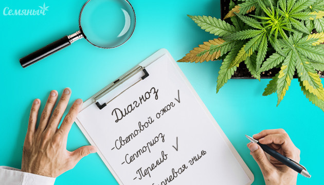 Диагностика проблем по внешнему виду конопли