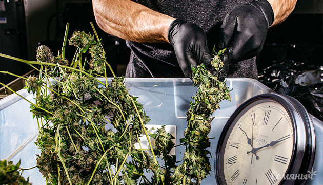 Время для сбора урожая конопли