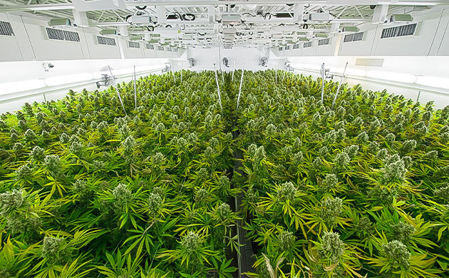 Повышение квалификации канна-гроверов Увеличивайте масштабы производства