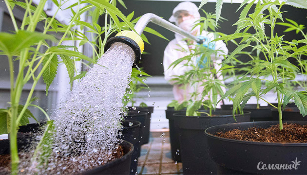 Полив марихуаны в закрытом грунте