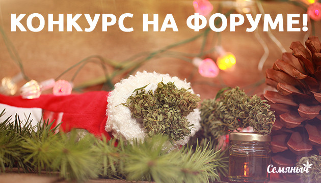 Канна-ёлка на форуме Подарки на форуме Семяныч