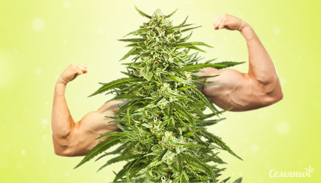 Мощные сорта конопли Сильный сорт