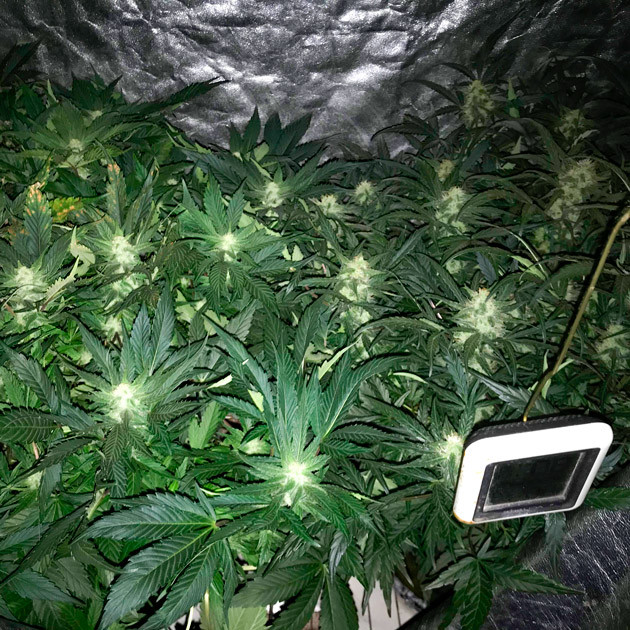 Цветение на 7 неделе