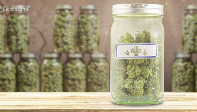 Что такое пролечка шишек Пролечка шишек конопли в банке