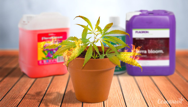 Как устранить ожог на конопле от питания Ожог от удобрений на растениях каннабиса