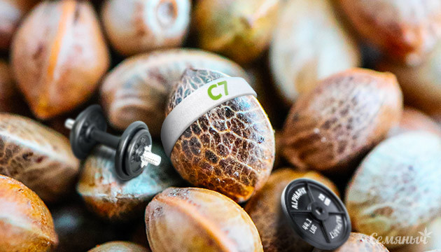 Здоровые и крепкие семена марихуаны Здоровое семя конопли