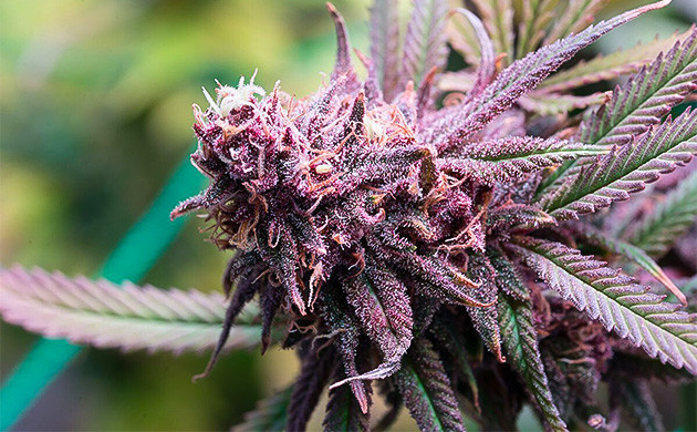 Сложные сорта конопли для развития навыков Начните выращивать сложные сорта